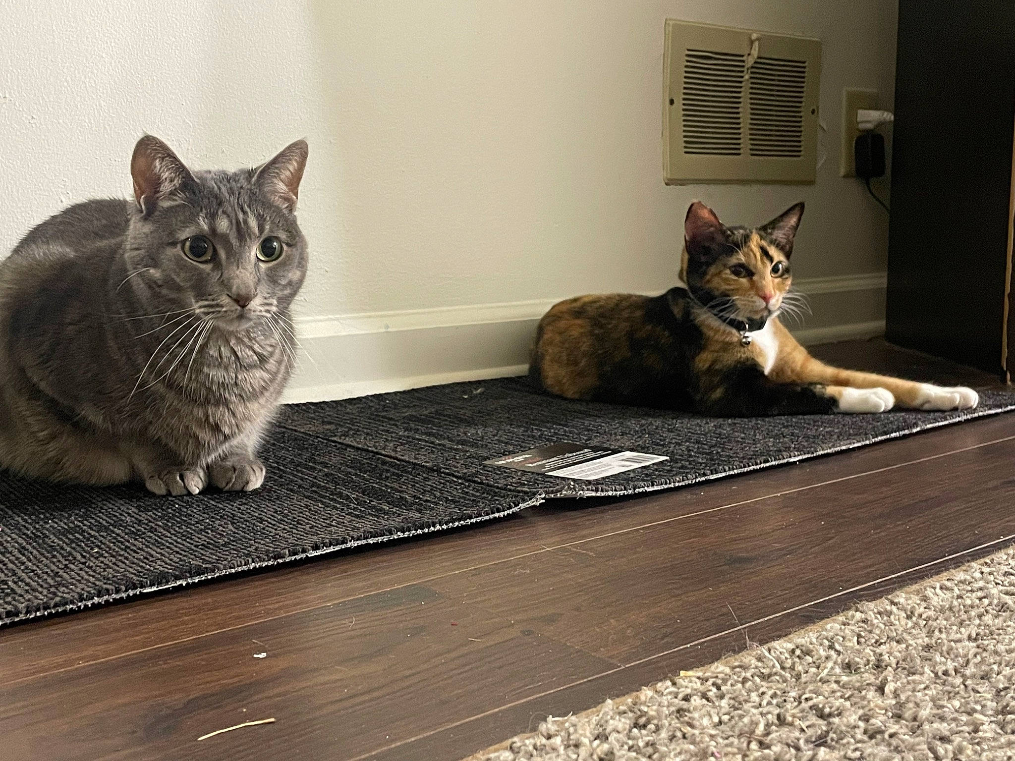 Sailor is registered to the contest to win money with this photo: carnivore, cat, cat_supply, comfort, domestic_short_haired_cat, felidae, floor, flooring, fur, grey, hardwood, mat, paw, rectangle, sitting, small_to_medium_sized_cats, snout, tail, whiskers, wood