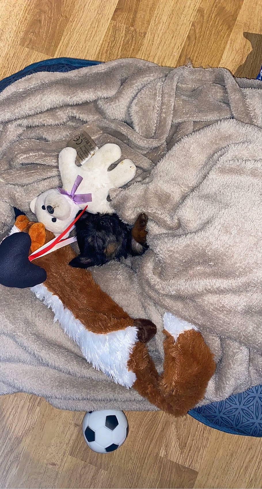 Lysie participe au concours pour gagner de l'argent avec cette photo : _geese_and_swans, art, baby_toys, ball, brown, carmine, comfort, companion_dog, ducks, fawn, fur, linens, plush, room, small_to_medium_sized_cats, stuffed_toy, tail, textile, toy, wood