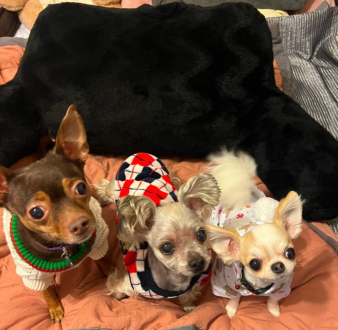 Tortory joined the competition — help win amazing prizes! canidae, carnivore, chihuahua, companion_dog, costume_hat, couch, dog, dog_breed, dog_clothes, dog_supply, fashion_accessory, fawn, fur, snout, sporting_group, sunglasses, toy_dog, watch, whiskers, working_animal