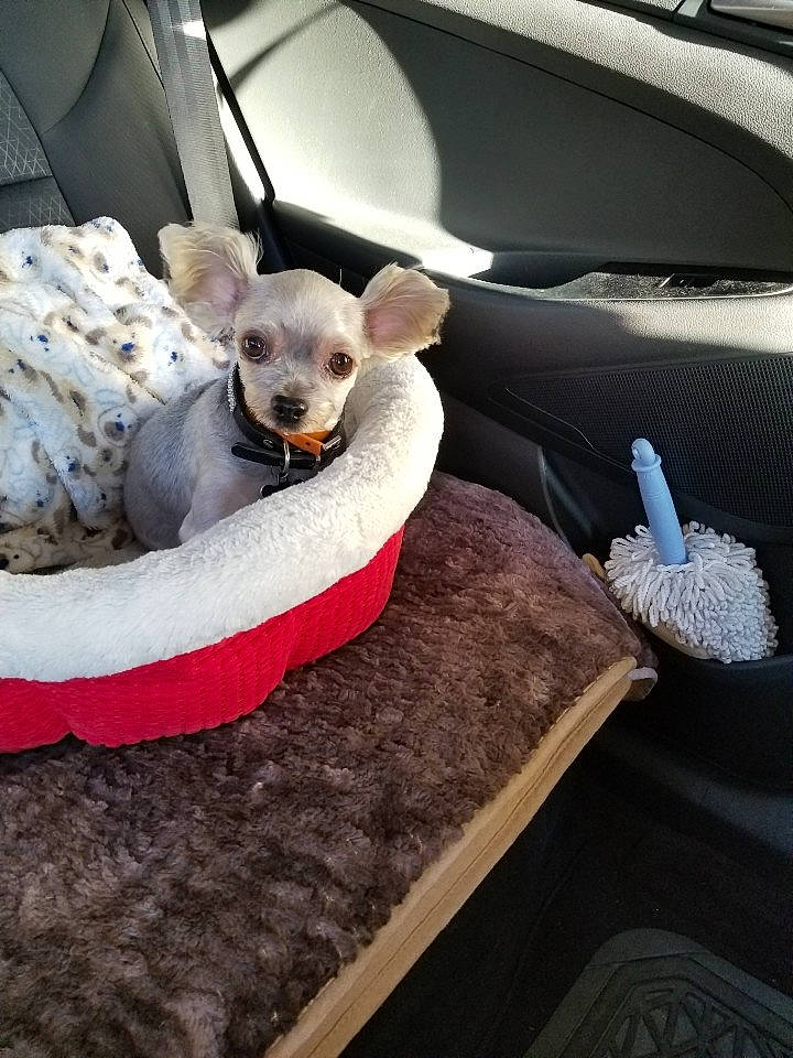 Tortory is registered to the contest to win money with this photo: automotive_design, carnivore, chair, chihuahua, collar, comfort, companion_dog, dog, dog_breed, dog_supply, fawn, fur, hood, pet_supply, snout, sporting_group, table, toy_dog, vehicle_door, whiskers