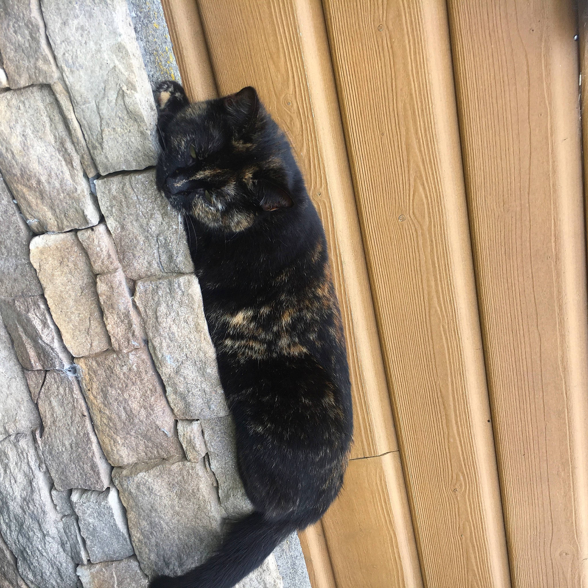 Lune a rejoint le concours — aidez-le/la à gagner de superbes lots ! automotive_tire, black_cat, carnivore, cat, dog_breed, domestic_short_haired_cat, felidae, flooring, fur, human_leg, road_surface, small_to_medium_sized_cats, snout, sporting_group, tail, terrestrial_animal, tints_and_shades, trunk, whiskers, wood