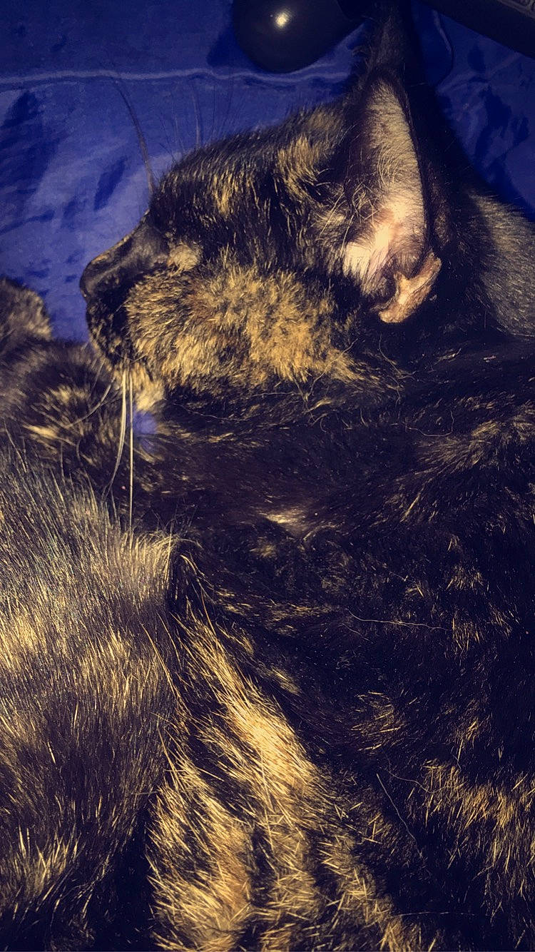 Lune participe au concours pour gagner de l'argent avec cette photo : canidae, carnivore, cat, cloud, dog_breed, fawn, felidae, fur, grass, landscape, meteorological_phenomenon, sky, small_to_medium_sized_cats, snout, tail, terrestrial_animal, tints_and_shades, whiskers, wildlife, wood