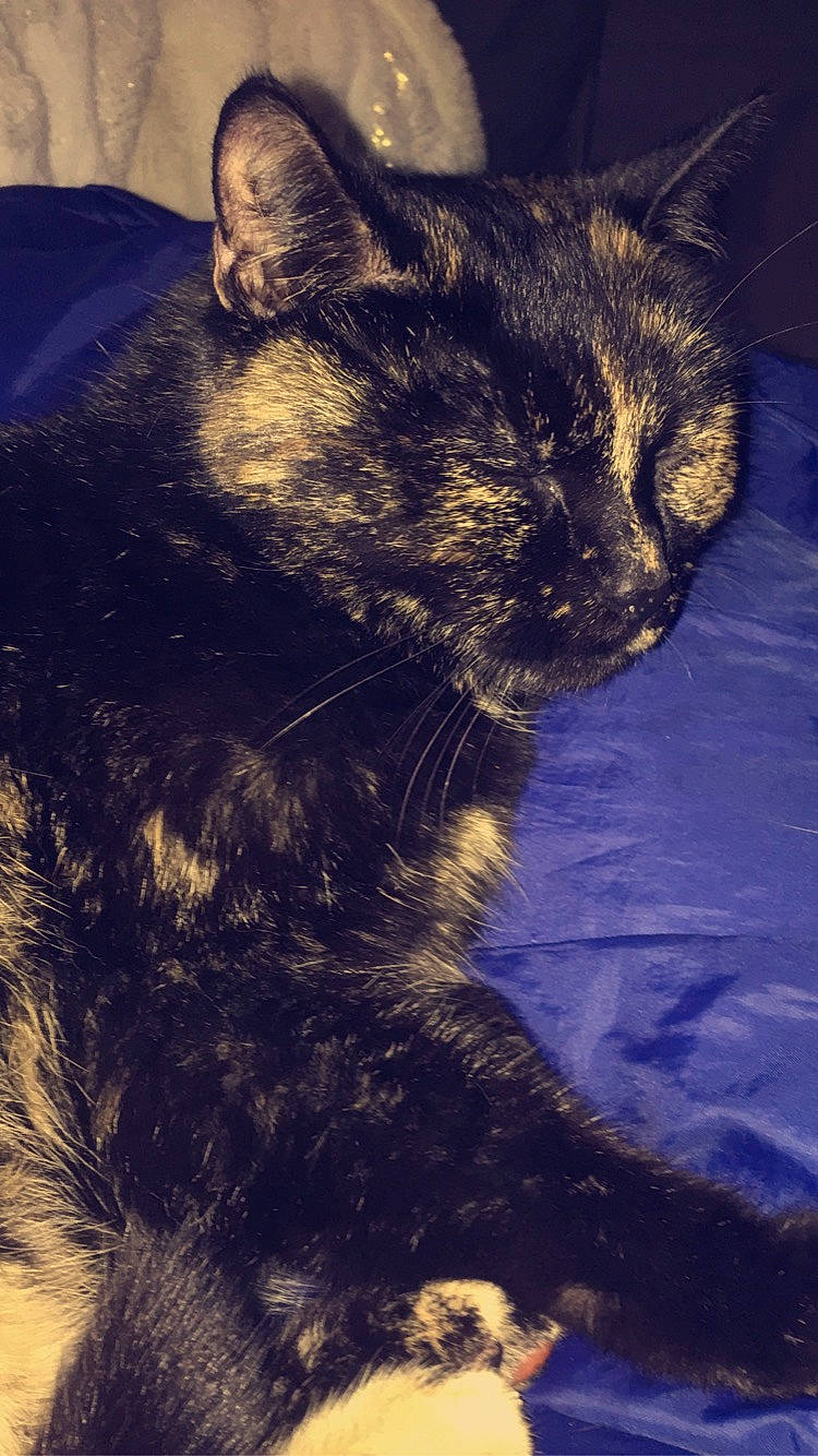 Lune a rejoint le concours — aidez-le/la à gagner de superbes lots ! black_cat, carnivore, cat, claw, domestic_short_haired_cat, electric_blue, eye, felidae, fur, iris, paw, shadow, sky, small_to_medium_sized_cats, snout, tail, terrestrial_animal, tints_and_shades, whiskers, window