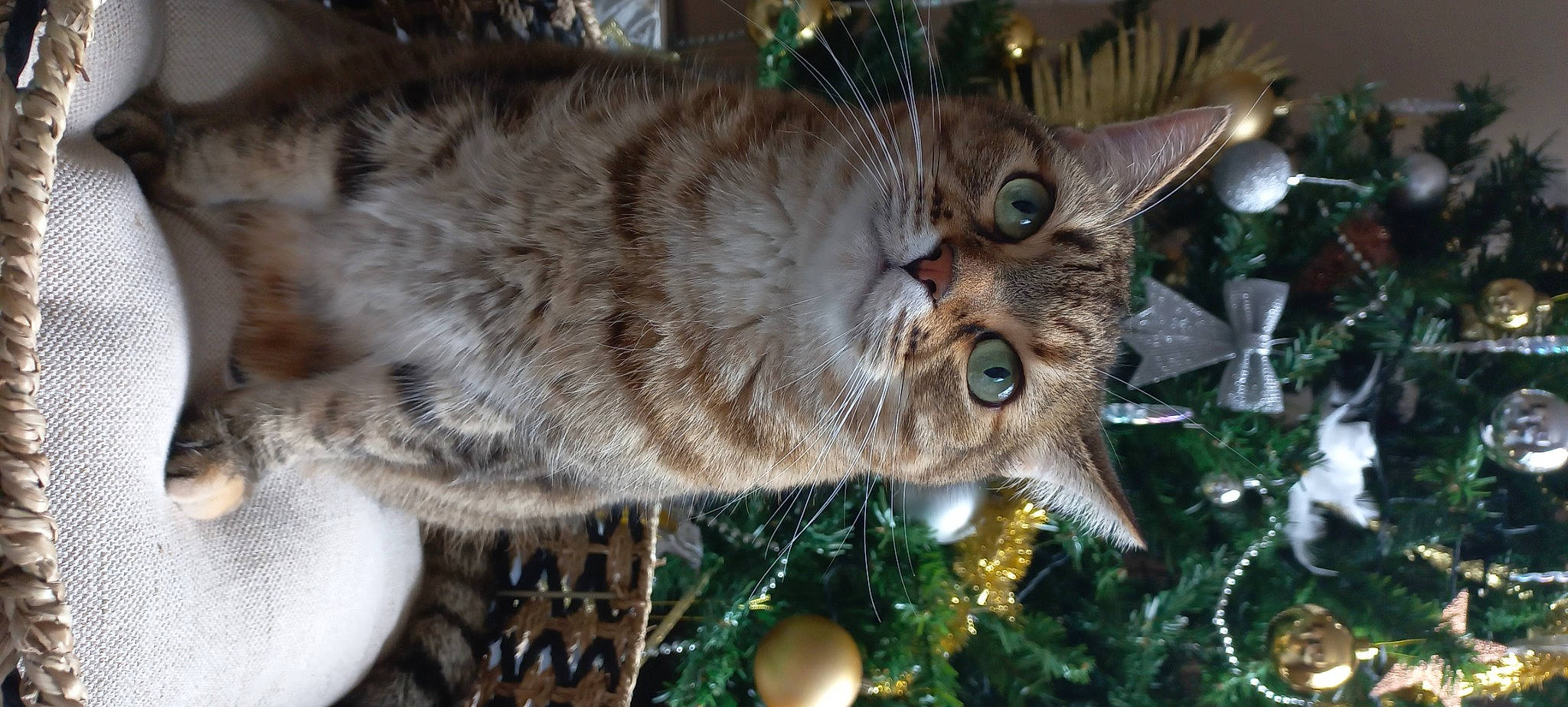 Lisa participe au concours pour gagner de l'argent avec cette photo : carnivore, cat, christmas, christmas_decoration, christmas_ornament, christmas_tree, close_up, domestic_short_haired_cat, event, fawn, felidae, fur, holiday, ornament, plant, small_to_medium_sized_cats, snout, tree, whiskers, wildlife