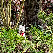 Vasko a rejoint le concours — aidez-le/la à gagner de superbes lots ! animal, bushes, canine, dog, flora, fur, garden, greenery, leafy, nature, outdoor, peaceful, pet, quiet, red_harness, shrubs, small_dog, trees, trunk, white_dog