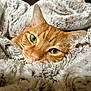 Honeybun joined the competition — help win amazing prizes! animal, blanket, cat, close_up, comfort, cozy, cute, ear, face, fluffy, fur, ginger_cat, green_eyes, indoor, pet, relaxed, resting, sleepy, soft, whiskers
