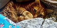 Honeybun joined the competition — help win amazing prizes! animal, blanket, cat, closeup, comfort, cozy, cute, domestic, feline, fur, ginger_cat, indoor, nap, pet, relaxing, resting, sleepy, snuggled, soft, warm