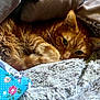 animal, blanket, cat, closeup, comfort, cozy, cute, domestic, feline, fur, ginger_cat, indoor, nap, pet, relaxing, resting, sleepy, snuggled, soft, warm