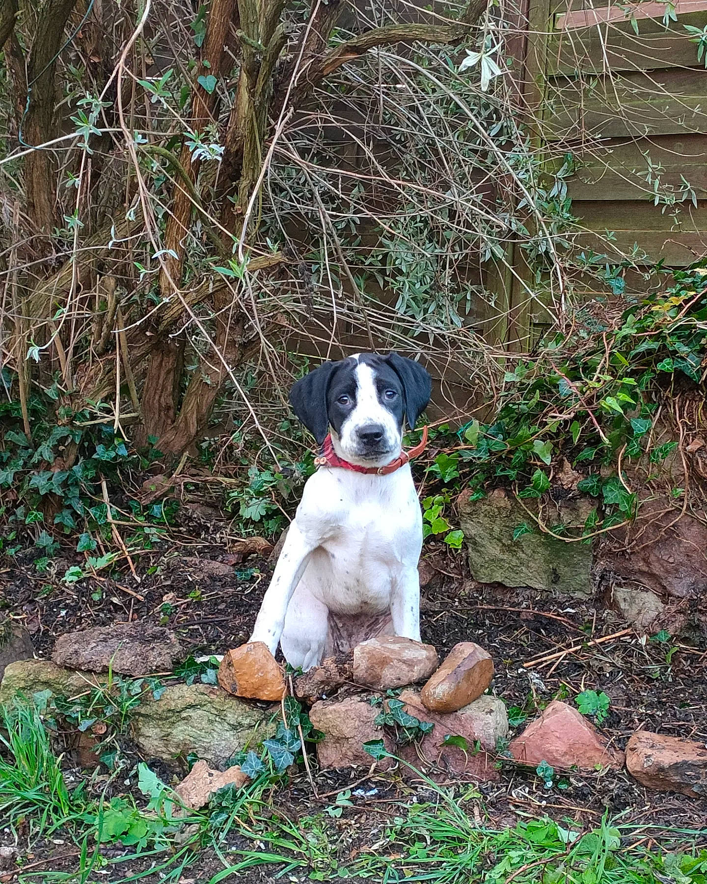 Udora participe au concours pour gagner de l'argent avec cette photo : canidae, carnivore, collar, companion_dog, dog, dog_breed, dog_collar, dog_supply, fawn, grass, groundcover, gun_dog, non_sporting_group, plant, shrub, soil, sporting_group, tail, twig, working_animal