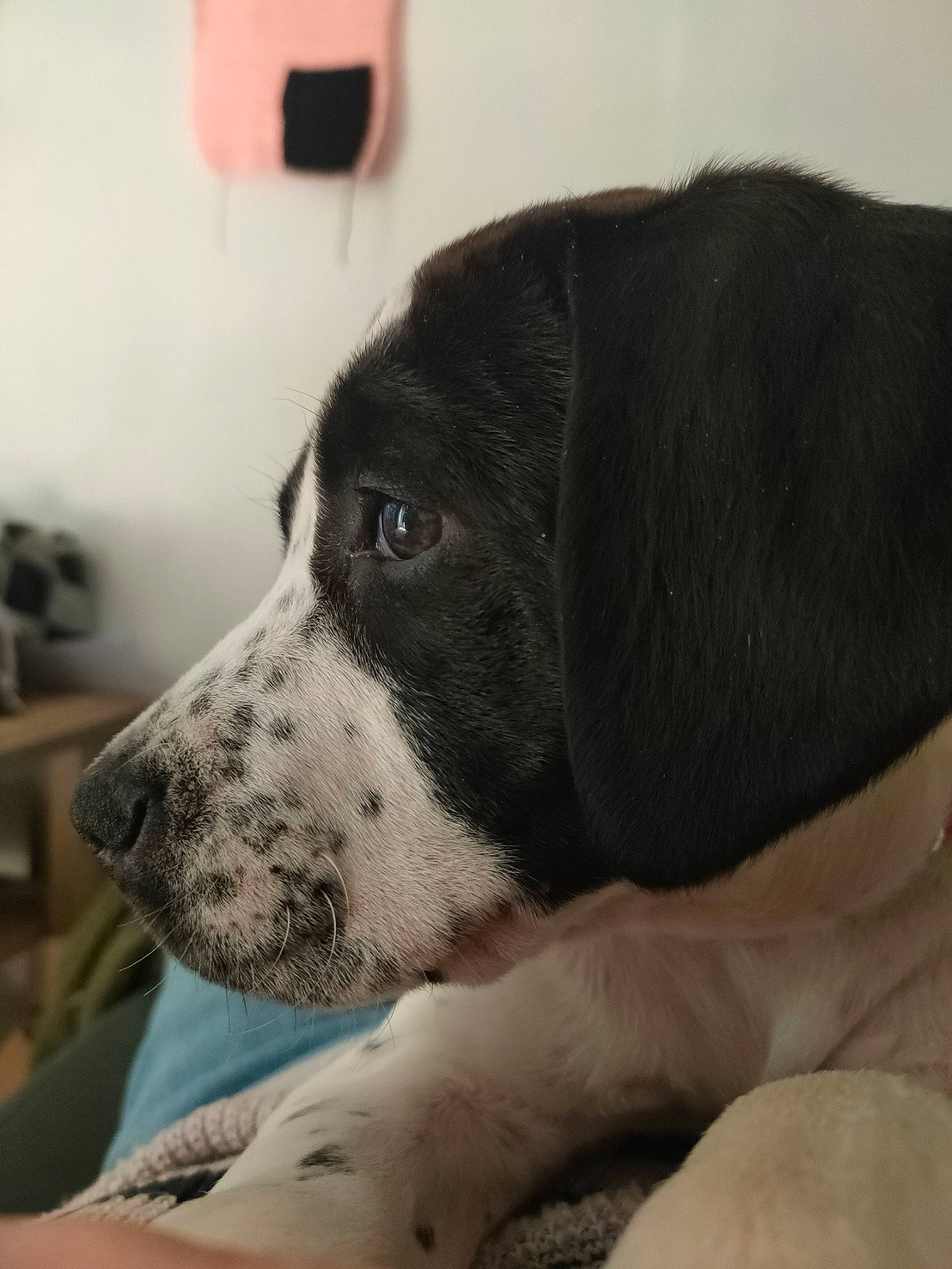 Udora participe au concours pour gagner de l'argent avec cette photo : borador, bored, canidae, carnivore, comfort, companion_dog, dog, dog_breed, fur, grey, non_sporting_group, sporting_group, terrestrial_animal, whiskers, working_animal