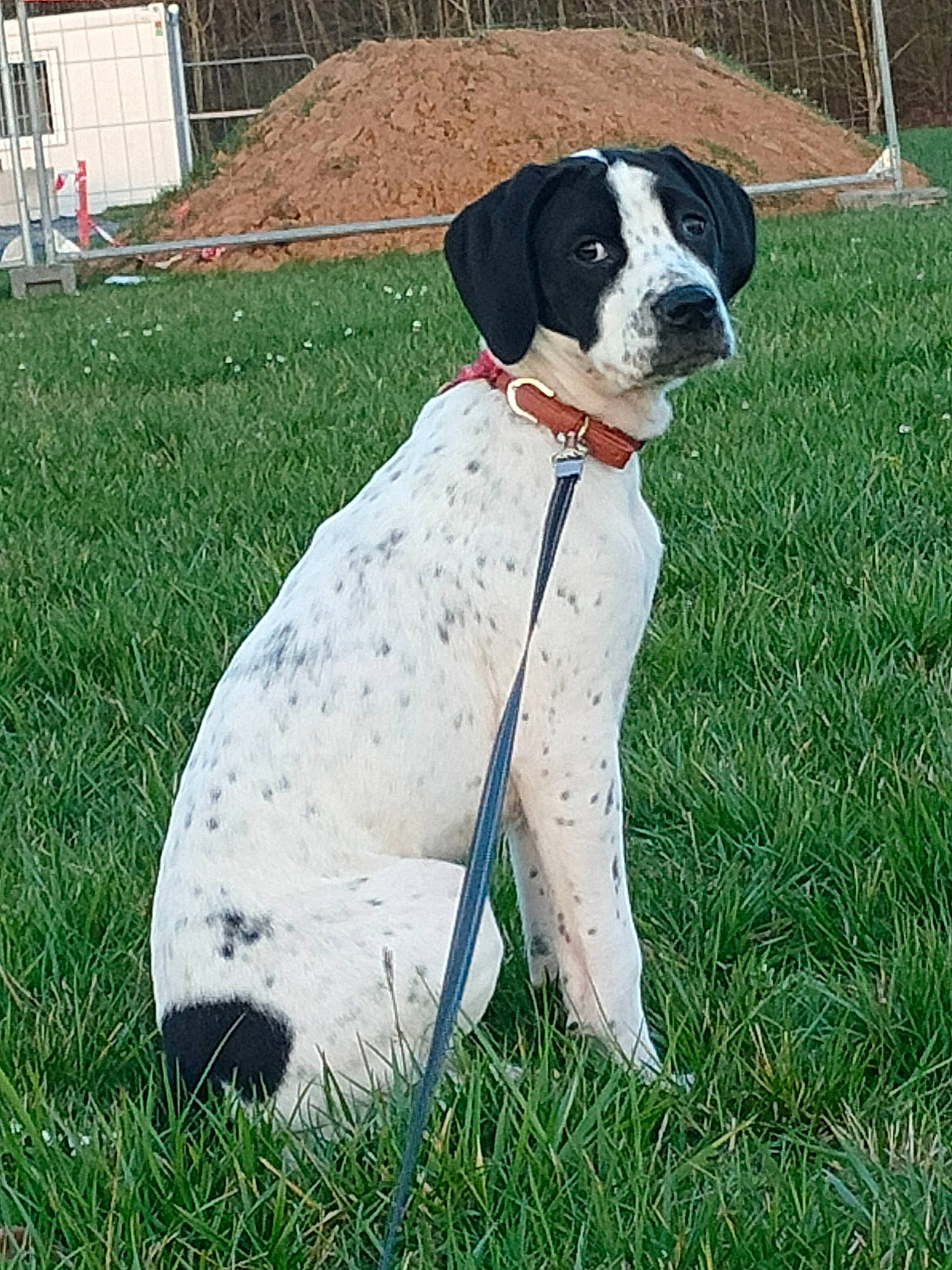 Udora participe au concours pour gagner de l'argent avec cette photo : canidae, carnivore, collar, companion_dog, dog, dog_breed, dog_collar, dog_supply, fawn, grass, gun_dog, hunting_dog, non_sporting_group, pet_supply, plant, snout, sporting_group, tail, working_animal, working_dog