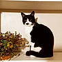 cat, tuxedo_cat, plant, leafy_plant, indoor, shelf, black_and_white, pet, feline, curious, animal, domestic_cat, fur, whiskers, ears, tail, still_life, quiet, home, cute