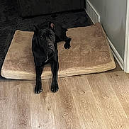 Lola is registered to the contest to win money with this photo: dog, black_dog, dog_bed, wooden_floor, rug, couch, indoor, pet, animal, flooring, slippers, doorway, relaxed, lying_down, domestic, home, room, resting, fur, ears