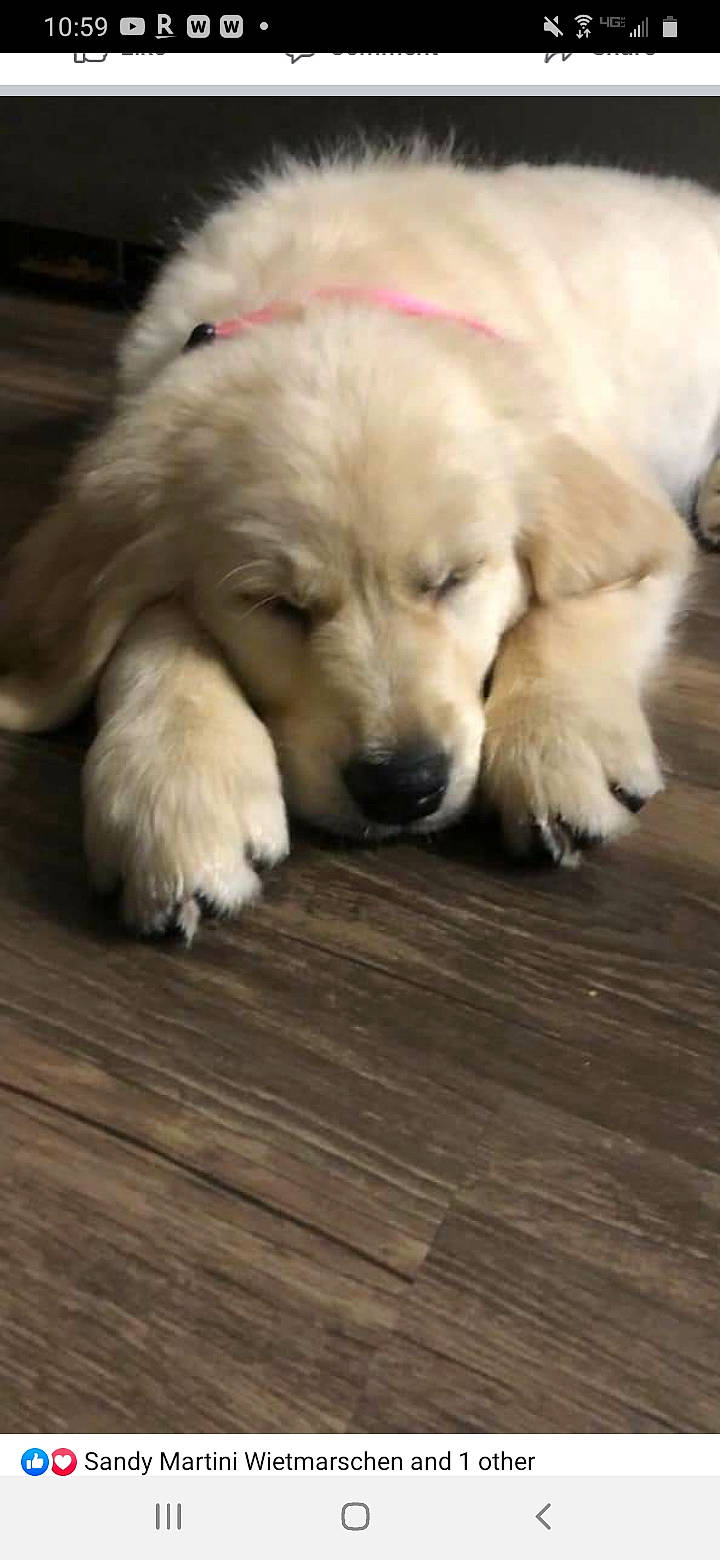 Aspen joined the competition — help win amazing prizes! canidae, carnivore, companion_dog, dog, dog_breed, floor, flooring, fur, great_pyrenees, hardwood, laminate_flooring, livestock_guardian_dog, mammal, plank, plywood, snout, sporting_group, wood, wood_flooring, wood_stain