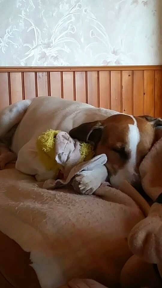 Hector a rejoint le concours — aidez-le/la à gagner de superbes lots ! bed, bed_sheet, bedding, bedroom, canidae, carnivore, comfort, companion_dog, couch, dog, dog_breed, duvet, fawn, flooring, hardwood, linens, room, sporting_group, wood, working_animal