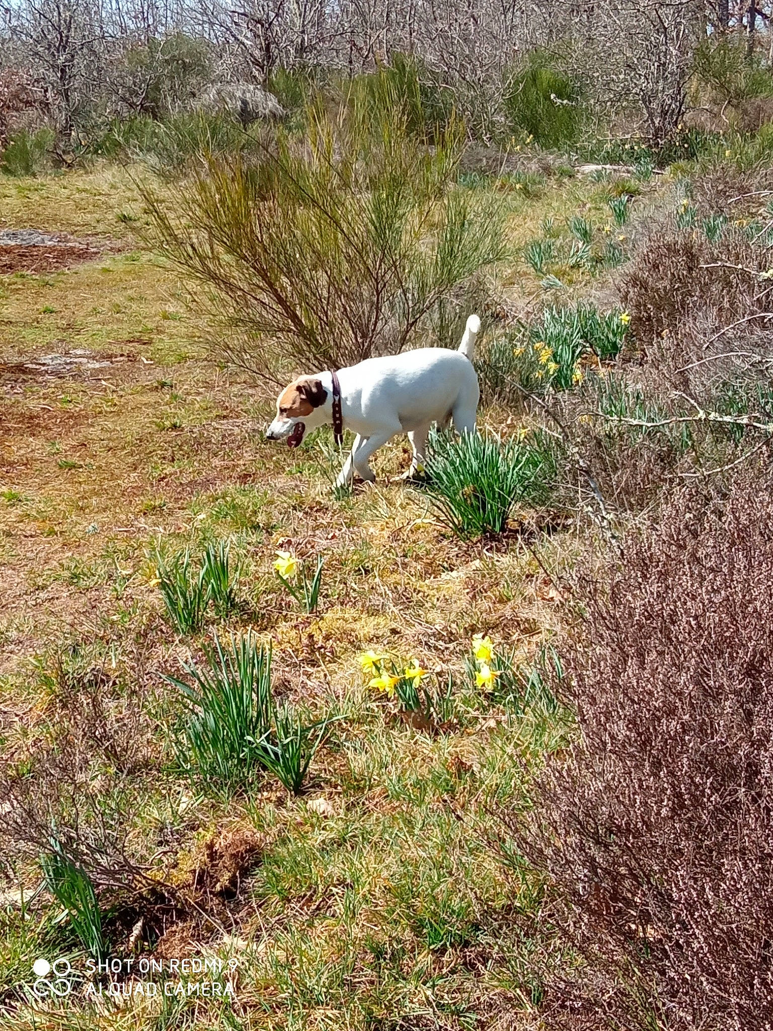 Hector a rejoint le concours — aidez-le/la à gagner de superbes lots ! canidae, carnivore, companion_dog, dog, dog_breed, fawn, grass, grassland, groundcover, irishjacks, landscape, natural_landscape, pasture, plant, shrub, shrubland, soil, sporting_group, tail, terrestrial_animal