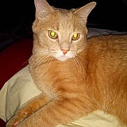 Simba joined the competition — help win amazing prizes! cat, orange_tabby, pet, animal, feline, whiskers, ears, eyes, bed, blanket, resting, domestic_cat, fur, paws, indoor, closeup, sleepy, cute, mammal, portrait