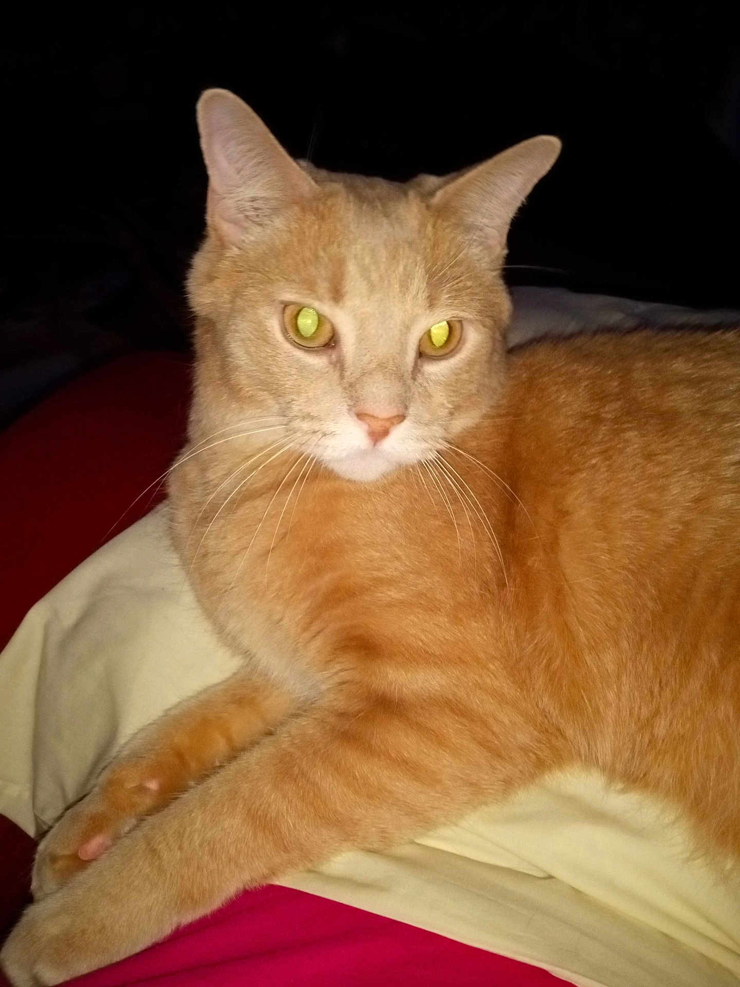 Simba joined the competition — help win amazing prizes! cat, orange_tabby, pet, animal, feline, whiskers, ears, eyes, bed, blanket, resting, domestic_cat, fur, paws, indoor, closeup, sleepy, cute, mammal, portrait