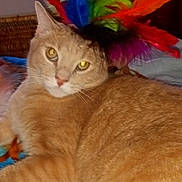 Simba Miner joined the competition — help win amazing prizes! abyssinian, accessories, angora, animal, carnival, cat, clothing, dye, featherboa, flower, flowerarrangement, hat, kitten, manx, partyhat, pet, plant, siamese, toy, wood