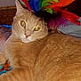 abyssinian, accessories, angora, animal, carnival, cat, clothing, dye, featherboa, flower, flowerarrangement, hat, kitten, manx, partyhat, pet, plant, siamese, toy, wood