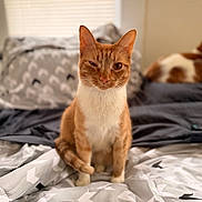 Cheese Louise joined the competition — help win amazing prizes! cat, orange_cat, white_cat, bed, blanket, indoor, pet, feline, animal, cozy, winking, sitting, patterned_bedspread, window, curtains, fur, cute, domestic_animal, relaxed, soft_light