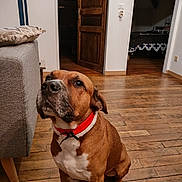 Sharko participe au concours pour gagner de l'argent avec cette photo : dog, brown_dog, red_collar, pet, wooden_floor, sofa, cushion, open_door, interior, home, sitting, looking_up, muzzle, paw, white_markings, cozy, portrait, hardwood, living_room, canine