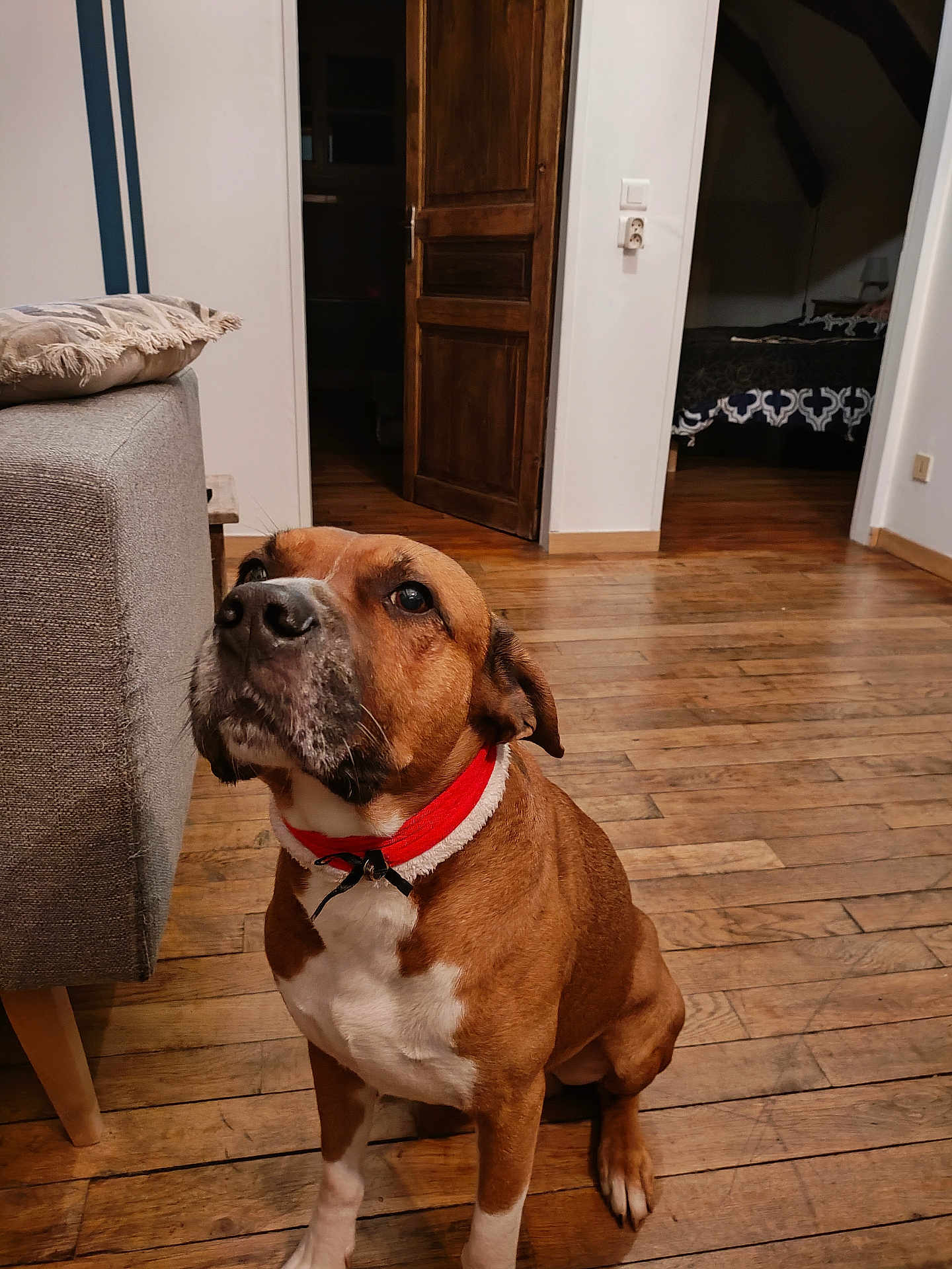 Sharko participe au concours pour gagner de l'argent avec cette photo : dog, brown_dog, red_collar, pet, wooden_floor, sofa, cushion, open_door, interior, home, sitting, looking_up, muzzle, paw, white_markings, cozy, portrait, hardwood, living_room, canine