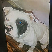 Junior joined the competition — help win amazing prizes! animal, black_patch, canine, companion, curious, dog, domestic_animal, ears, friendly, fur, indoor, looking_up, paw, pet, photo_print, portrait, snout, standing, white_dog, wooden_floor