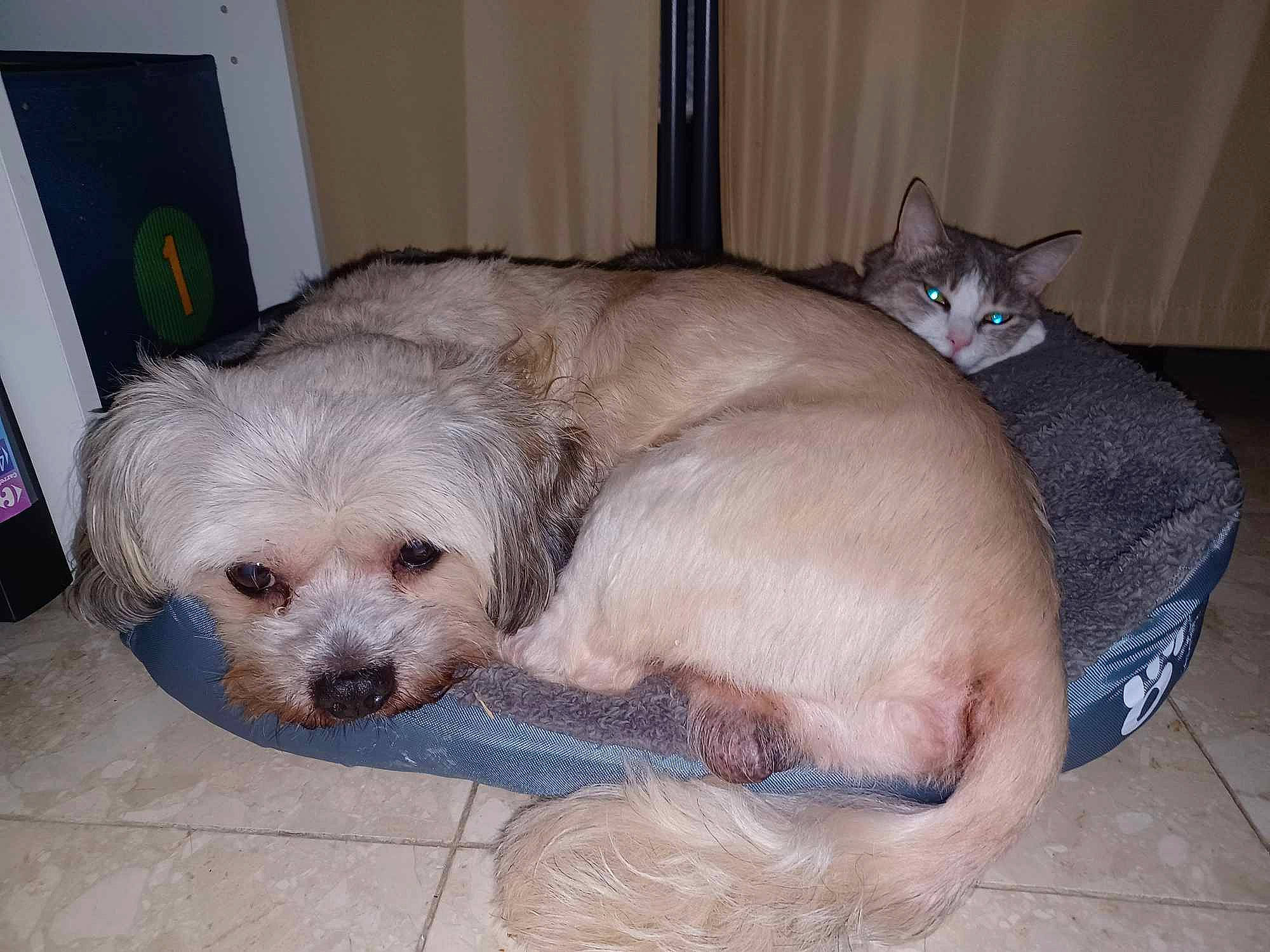 Cookie a rejoint le concours — aidez-le/la à gagner de superbes lots ! animal_shelter, carnivore, cat, comfort, companion_dog, couch, dog, dog_bed, dog_breed, dog_crate, dog_supply, fawn, felidae, fur, pet_supply, snout, sporting_group, toy_dog, whiskers, working_animal