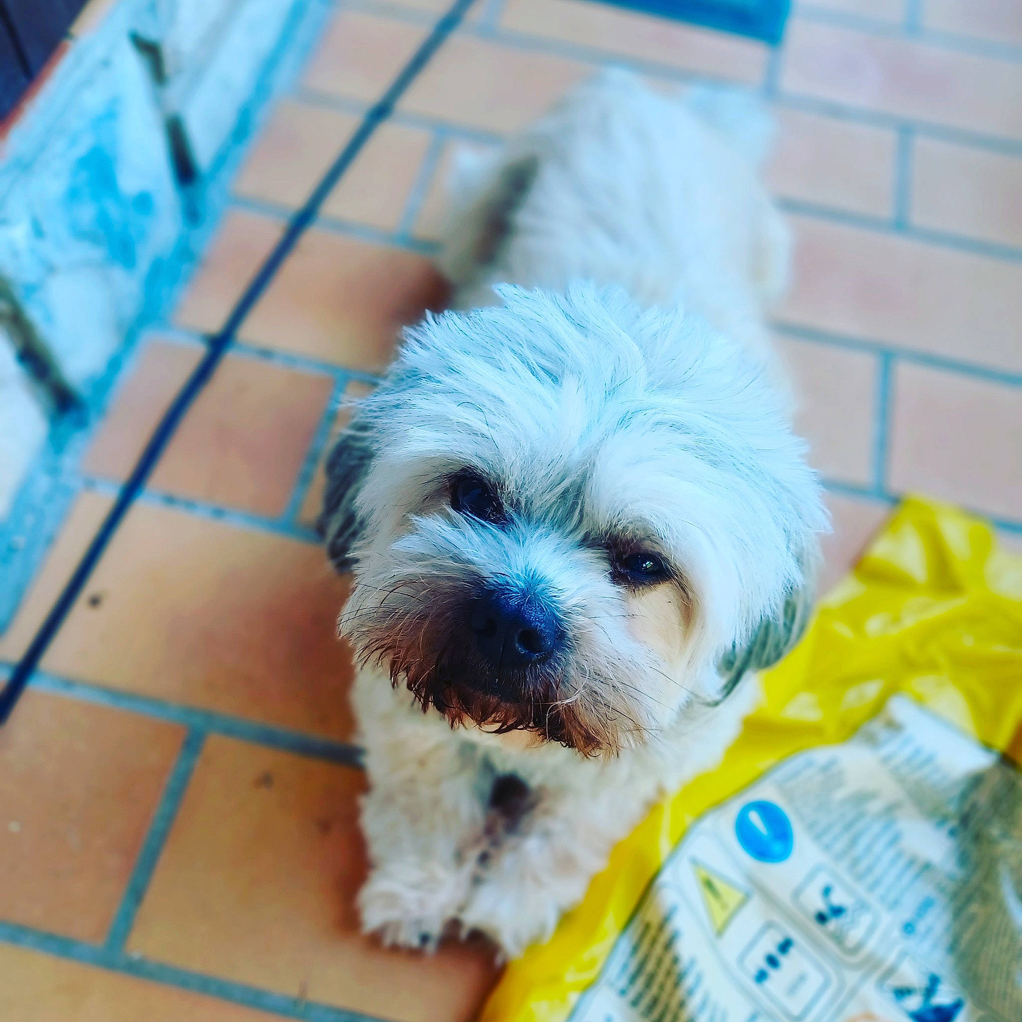 Cookie participe au concours pour gagner de l'argent avec cette photo : blue, canidae, carnivore, companion_dog, dog, dog_breed, dog_supply, flooring, fur, liver, mal_shi, puppy_love, shih_poo, shih_tzu, small_terrier, snout, sporting_group, terrier, toy_dog, working_animal