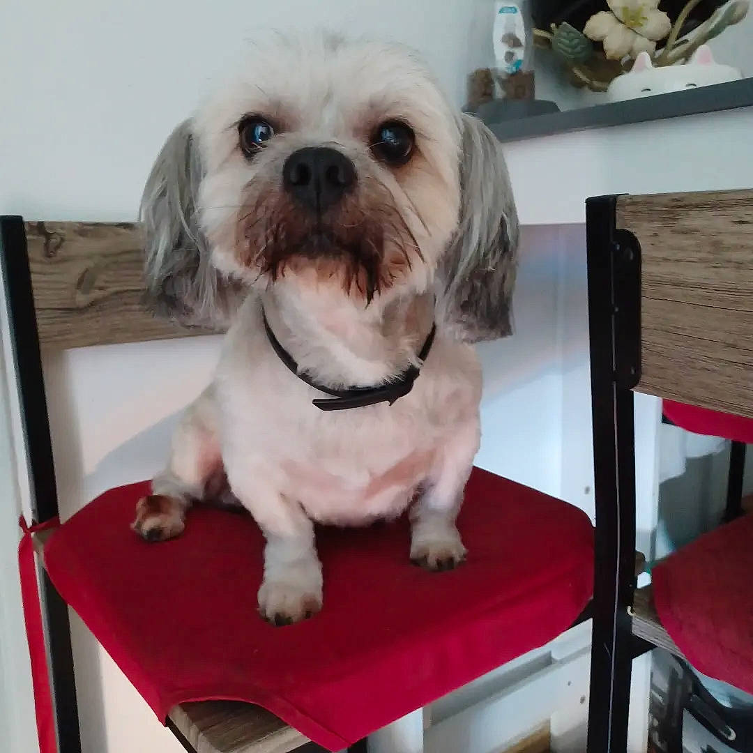 Cookie participe au concours pour gagner de l'argent avec cette photo : canidae, carnivore, chair, comfort, companion_dog, dog, dog_breed, dog_collar, dog_supply, eyewear, fawn, fur, glasses, maltepoo, puppy_love, shih_tzu, snout, sporting_group, table, toy_dog