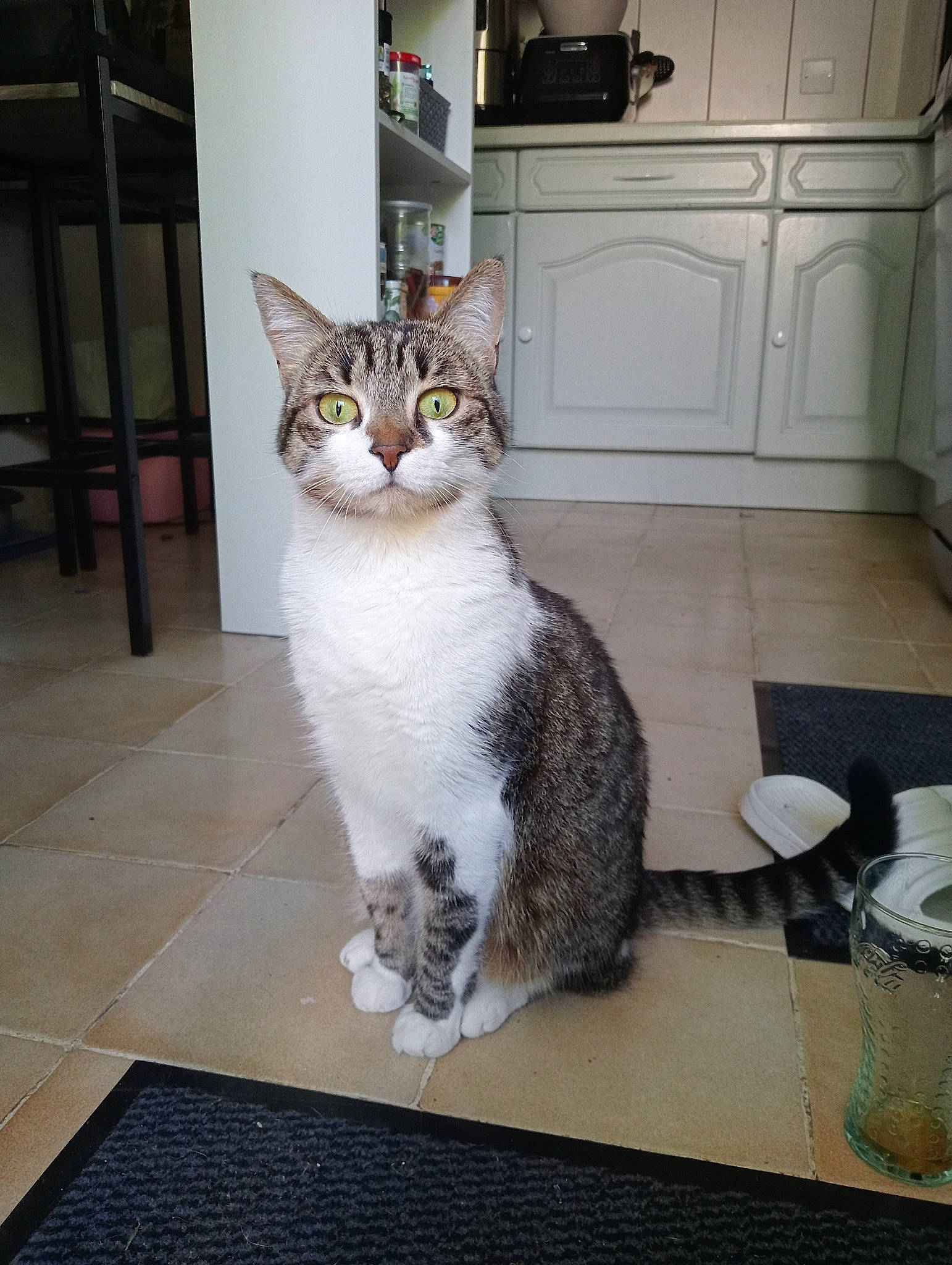 Moumoune participe au concours pour gagner de l'argent avec cette photo : cabinetry, carnivore, cat, chest_of_drawers, domestic_short_haired_cat, door, drawer, felidae, floor, flooring, fur, grey, hardwood, home_door, sitting, small_to_medium_sized_cats, tail, whiskers, window, wood