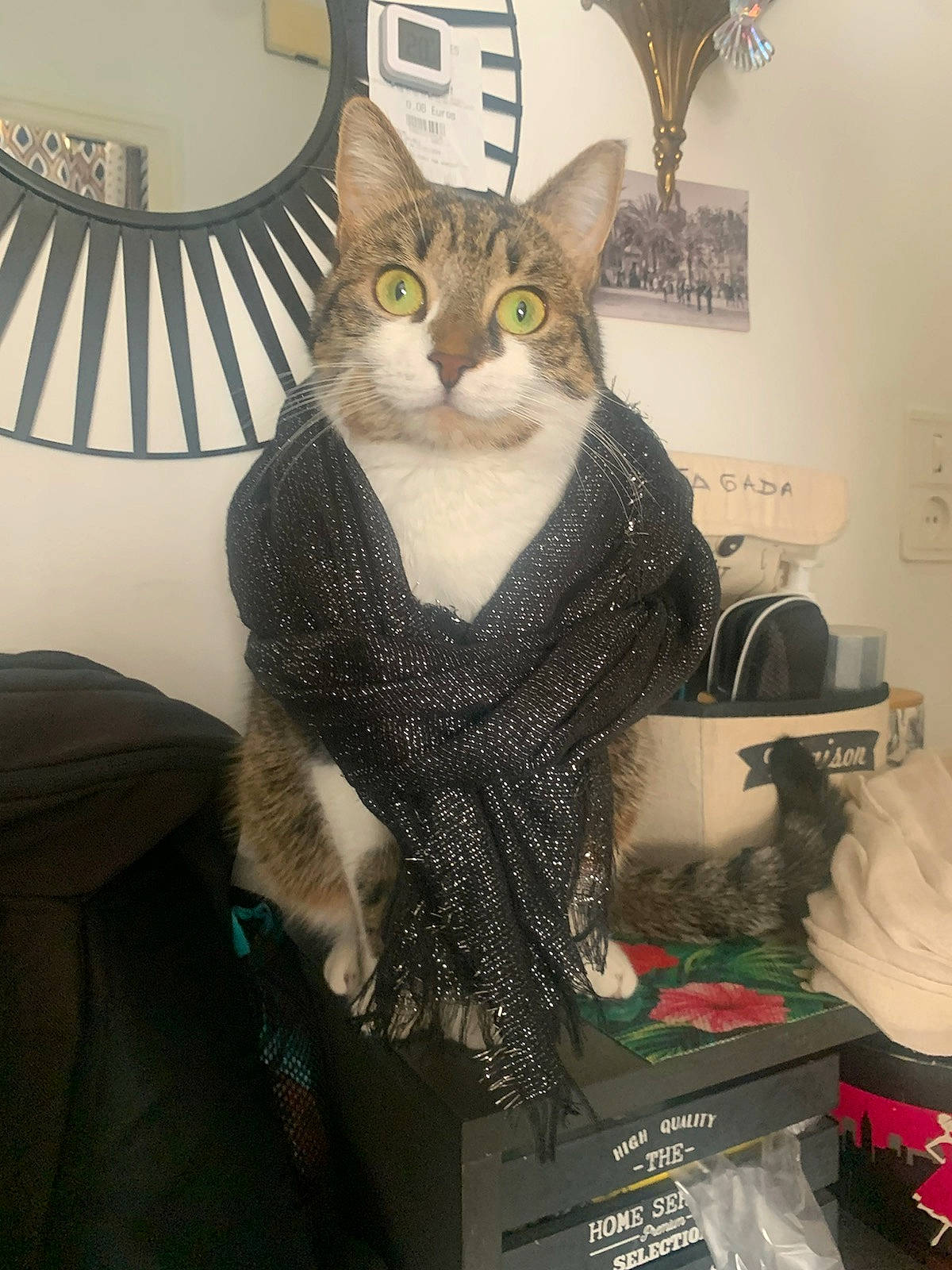 Moumoune participe au concours pour gagner de l'argent avec cette photo : carnivore, cat, domestic_short_haired_cat, eyewear, fashion_accessory, felidae, fur, grey, jewellery, metal, moustache, pattern, paw, room, shelf, small_to_medium_sized_cats, tail, thread, whiskers, wool