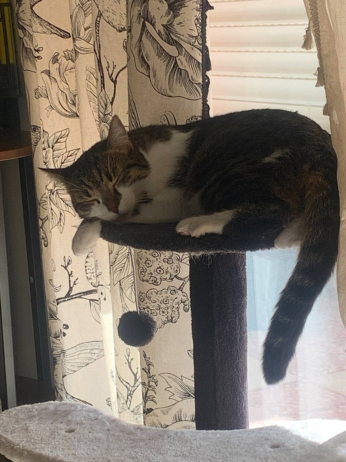 Moumoune a rejoint le concours — aidez-le/la à gagner de superbes lots ! carnivore, cat, cat_furniture, cat_supply, claw, domestic_short_haired_cat, felidae, fur, paw, pet_supply, shadow, small_to_medium_sized_cats, snout, stairs, tail, tints_and_shades, tree, whiskers, window, wood