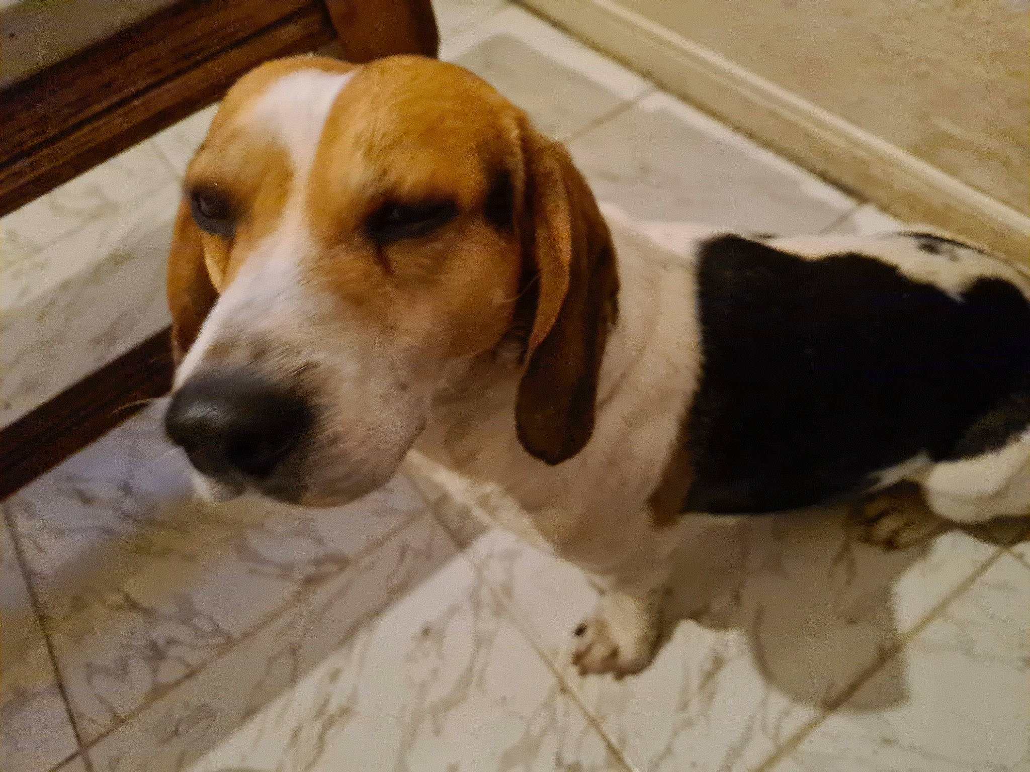 Wiki participe au concours pour gagner de l'argent avec cette photo : carnivore, companion_dog, dog, dog_breed, hound, hunting_dog, scent_hound, snout, sporting_group, terrestrial_animal, wood, working_animal