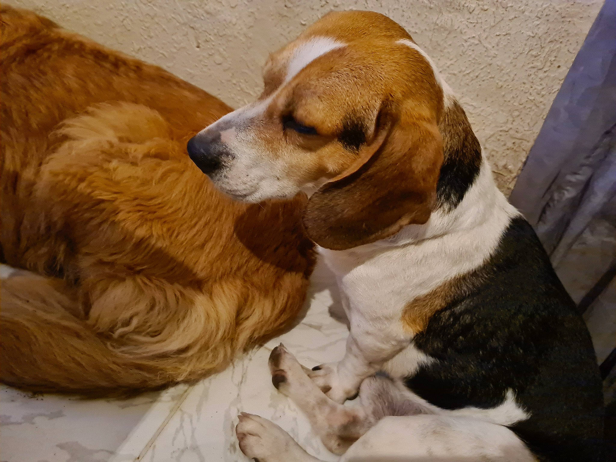 Wiki a rejoint le concours — aidez-le/la à gagner de superbes lots ! beaglier, bored, canidae, carnivore, collar, comfort, companion_dog, dog, dog_breed, fawn, fur, gun_dog, liver, paw, scent_hound, snout, sporting_group, terrestrial_animal, whiskers, working_animal