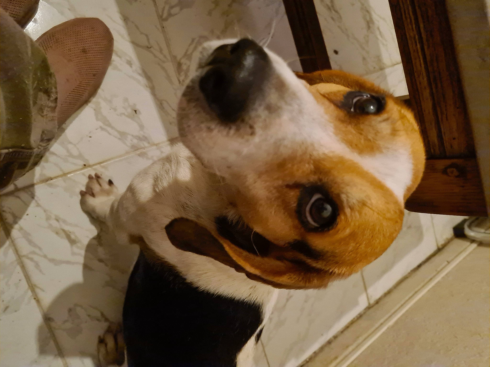 Wiki participe au concours pour gagner de l'argent avec cette photo : canidae, carnivore, collar, companion_dog, dog, dog_breed, dog_collar, dog_supply, ear, eyewear, fawn, fur, metal, non_sporting_group, pet_supply, snout, sporting_group, whiskers, working_animal