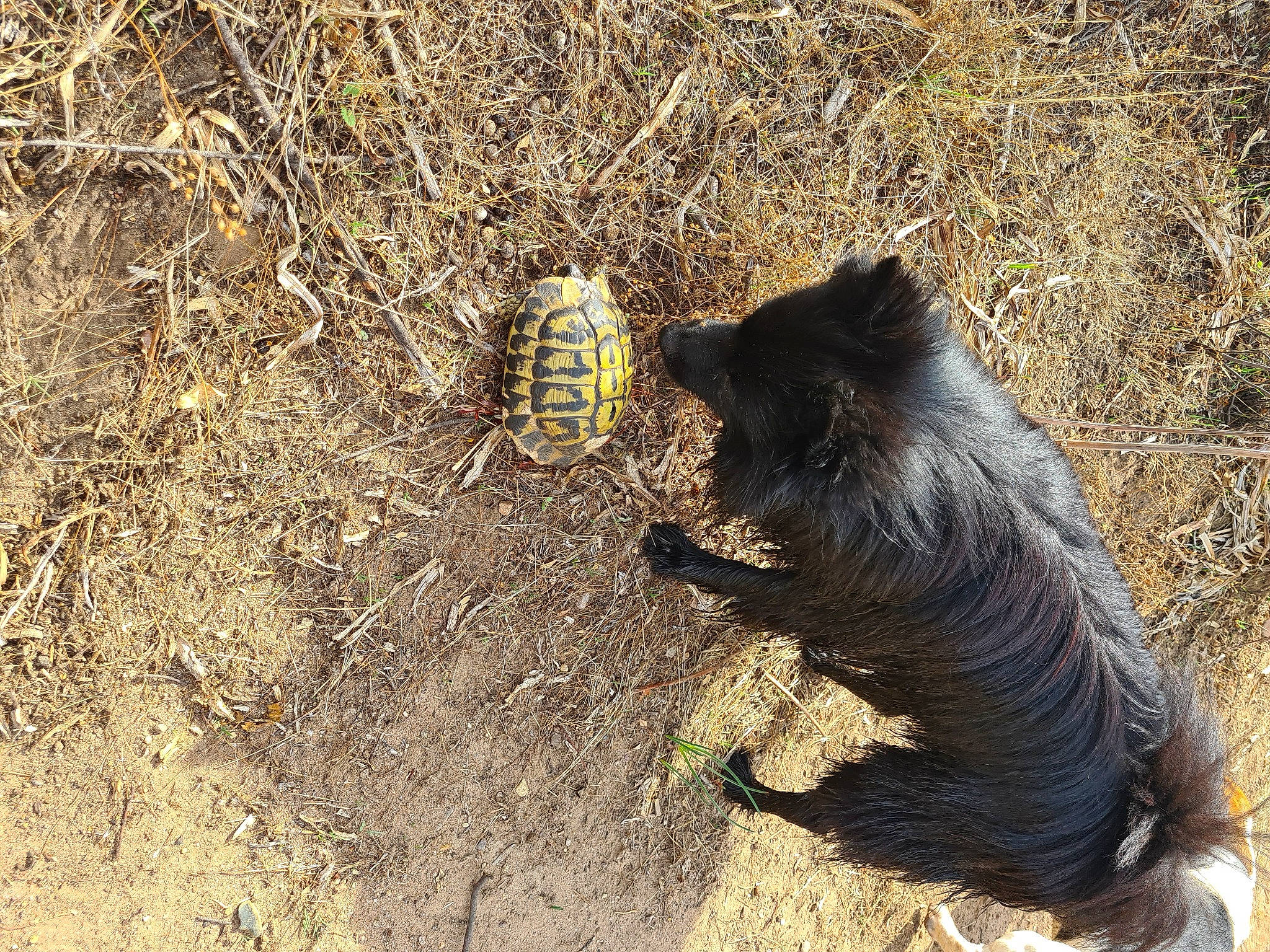 Percy a rejoint le concours — aidez-le/la à gagner de superbes lots ! canidae, carnivore, dog_breed, felidae, fur, grass, nutria, sand, snout, soil, sporting_group, tail, terrestrial_animal, vertebrate, whiskers, wildlife