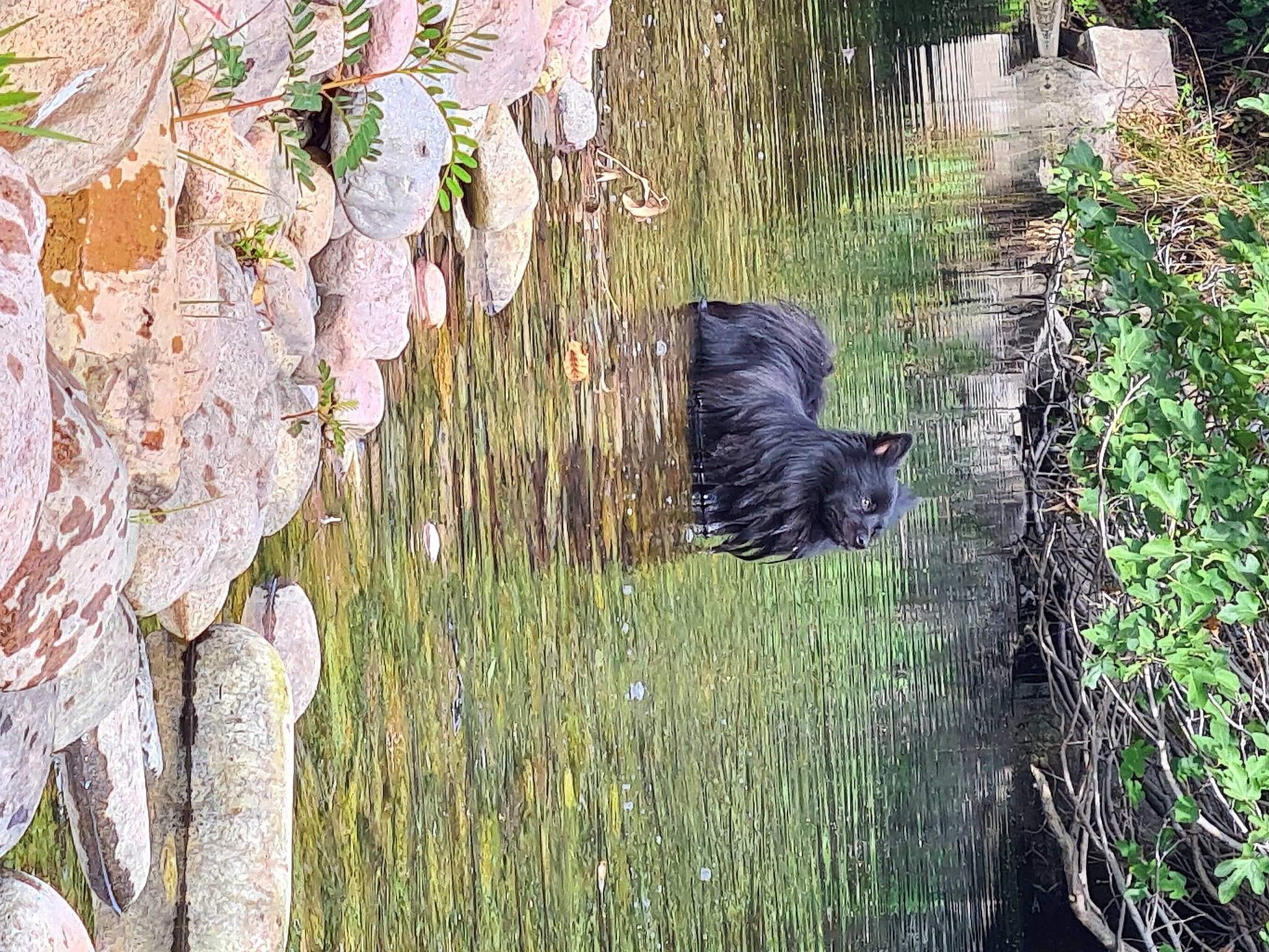 Percy a rejoint le concours — aidez-le/la à gagner de superbes lots ! canidae, forest, fur, garden, grass, groundcover, landscape, natural_landscape, nature_reserve, plant, shrub, sporting_group, tail, tree, trunk, twig, water, wildlife, wood, working_animal