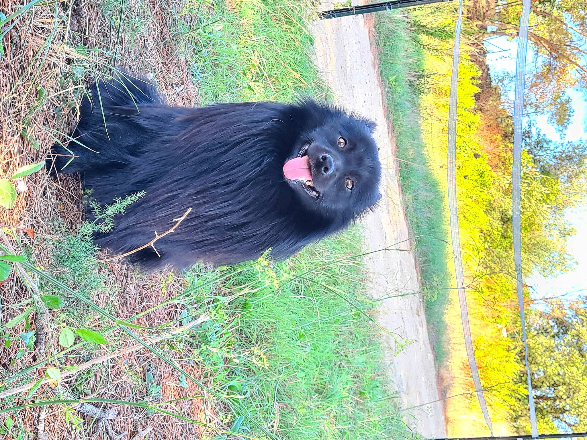 Percy a rejoint le concours — aidez-le/la à gagner de superbes lots ! fur, grass, liver, mandrill, natural_material, plant, primate, snout, sporting_group, terrestrial_animal, tree, trunk, twig, wildlife, zoo