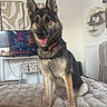 dog, german_shepherd, pet, indoor, blanket, living_room, television, wall_art, furniture, radiator, sitting, fur, tongue_out, ears_up, collar, smiling, cozy, home, cute, animal