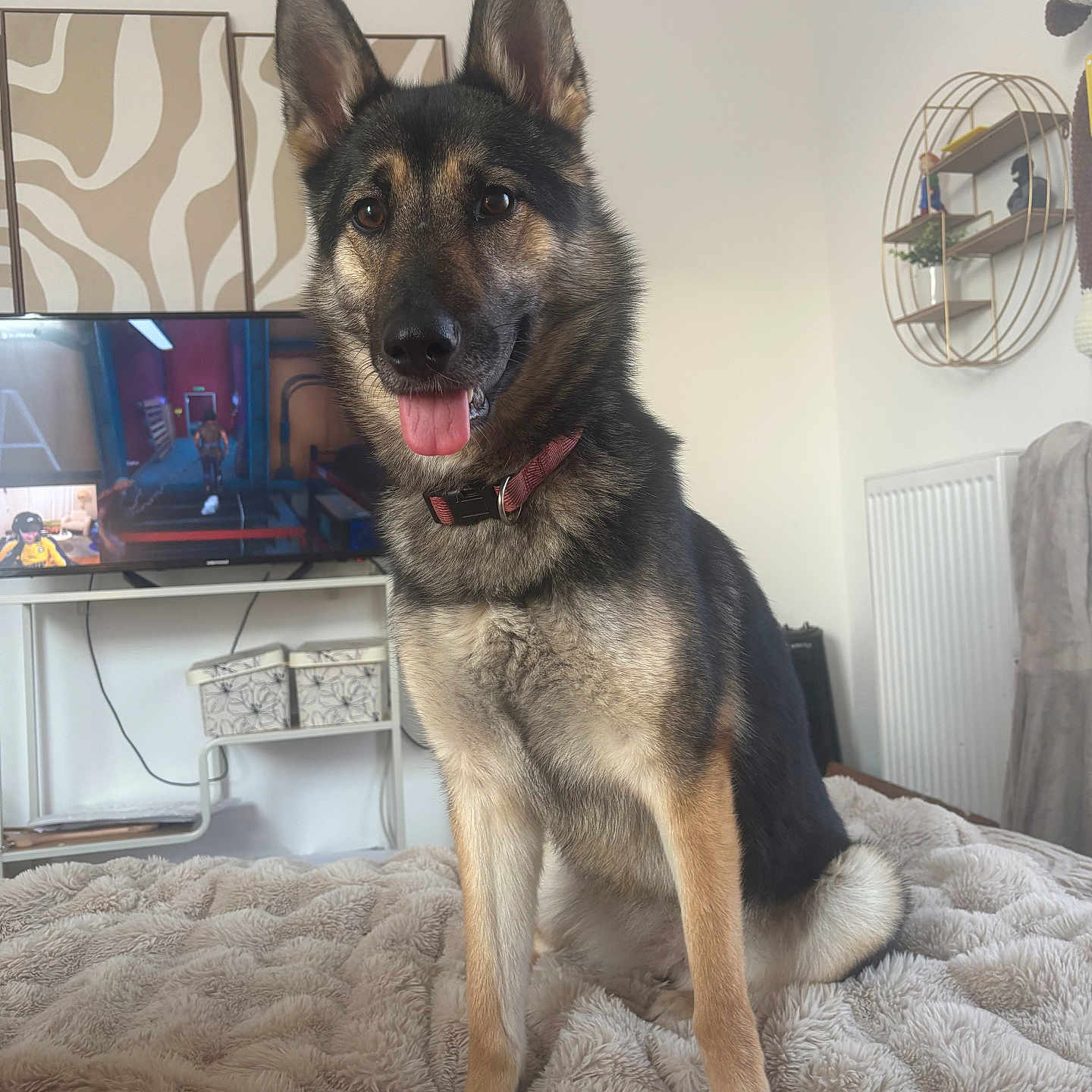 Maya a rejoint le concours — aidez-le/la à gagner de superbes lots ! dog, german_shepherd, pet, indoor, blanket, living_room, television, wall_art, furniture, radiator, sitting, fur, tongue_out, ears_up, collar, smiling, cozy, home, cute, animal