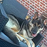 dog, german_shepherd, outdoor, chair, pet, animal, tongue, relaxed, brick_wall, furniture, paw, canine, resting, tongue_out, home, yard, pet_portrait, black, tan, woven_chair