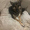 dog, german_shepherd, pet, animal, indoor, blanket, couch, fur, ears, face, paw, floor, relaxing, home, cozy, looking, brown, black, canine, resting