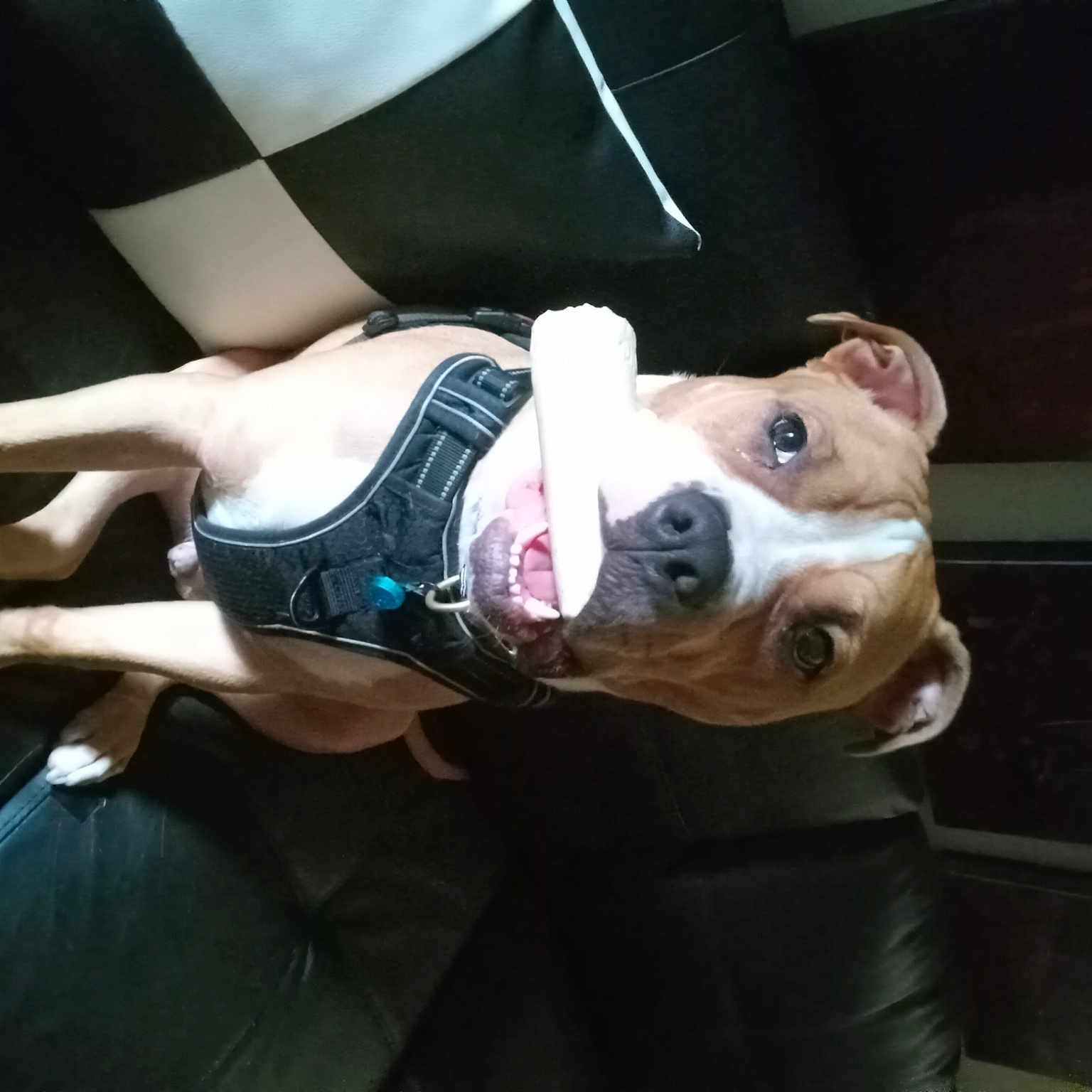 Mello joined the competition — help win amazing prizes! bulldog, canidae, carnivore, collar, companion_dog, dog, dog_breed, dog_clothes, dog_collar, dog_supply, fawn, human_leg, knee, non_sporting_group, snout, sporting_group, sportswear, thigh, working_animal