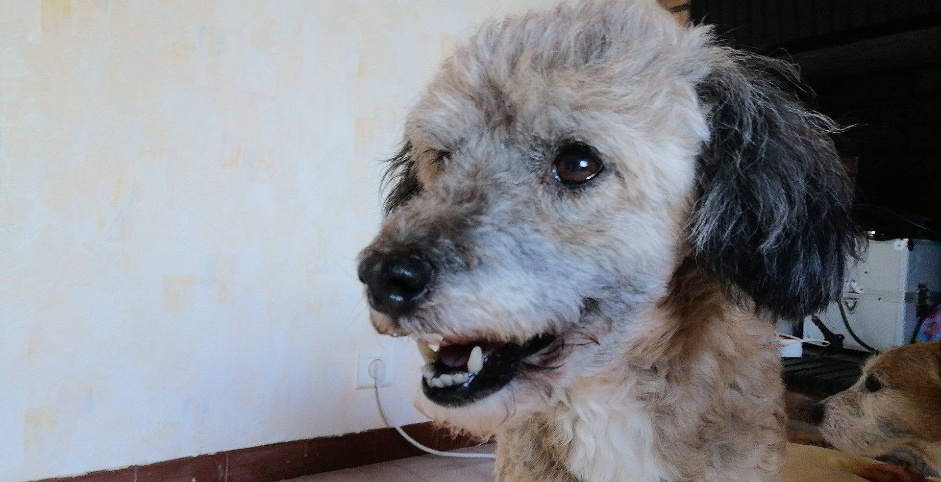 Neptune a rejoint le concours — aidez-le/la à gagner de superbes lots ! briquet_griffon_vendeen, canidae, carnivore, companion_dog, dog, dog_breed, dutch_smoushond, goldendoodle, mammal, miniature_poodle, non_sporting_group, poodle, poodle_crossbreed, rare_breed_dog, schnoodle, snout, sporting_group, terrier, toy_poodle, vertebrate