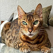 Simba is registered to the contest to win money with this photo: animal, bengal_cat, brown_fur, cat, closeup, domestic_cat, ears, feline, fur_pattern, green_eyes, indoor, looking_at_camera, nose, pet, portrait, reflective_surface, relaxed, resting, striped, whiskers