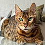 animal, bengal_cat, brown_fur, cat, closeup, domestic_cat, ears, feline, fur_pattern, green_eyes, indoor, looking_at_camera, nose, pet, portrait, reflective_surface, relaxed, resting, striped, whiskers
