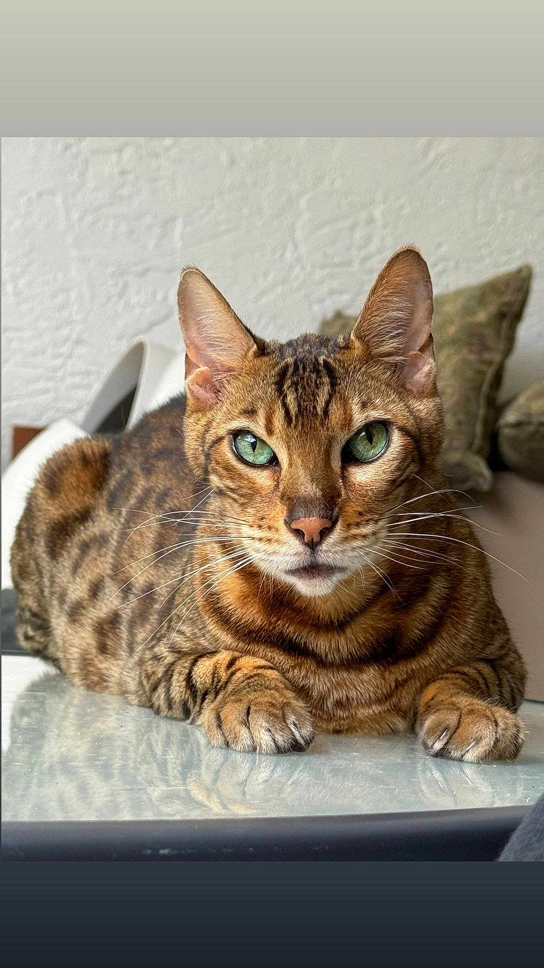Simba