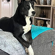Leo joined the competition — help win amazing prizes! animal, bookcase, canine, chaise, couch, cup, dog, dogbed, furniture, indoors, interiordesign, pet